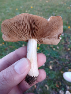 Гриб из Königslutter am Elm