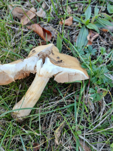 Гриб из Königslutter am Elm