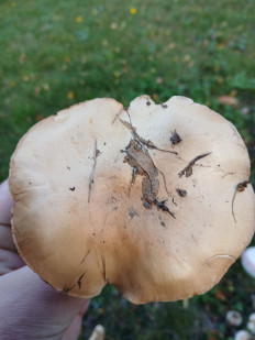 Гриб из Königslutter am Elm