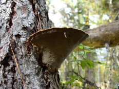 Гриб из Иркутск