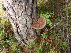 Гриб из Иркутск