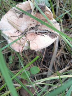 Гриб из Киев