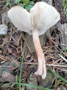 Гриб из Киев