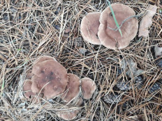 Гриб из Киев