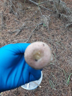 Гриб из Киев