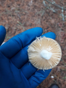 Гриб из Киев