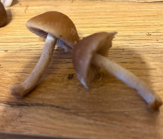 Гриб из Украина