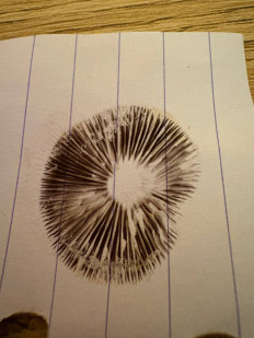 Гриб из Украина