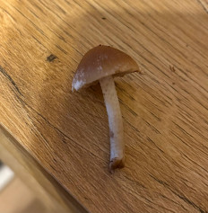 Гриб из Украина