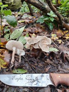 Гриб из Кропоткин