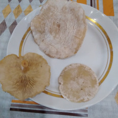 Гриб из Нефтекамск