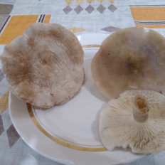 Гриб из Нефтекамск