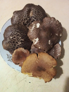 Гриб из Нижний Новгород