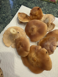 Гриб из Алушта