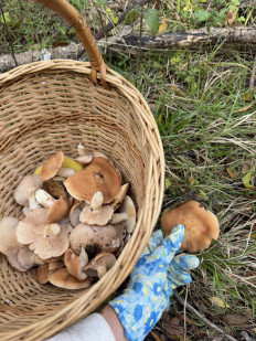 Гриб из Алушта