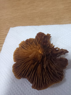 Гриб из Крым, Симферополь