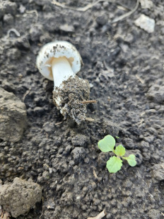 Гриб из Киев