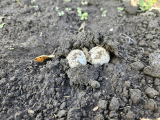 Гриб из Киев