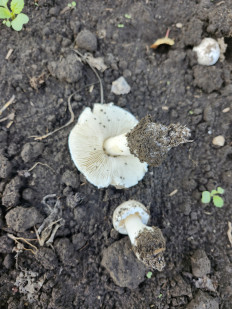 Гриб из Киев