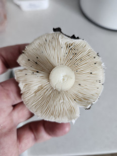 Гриб из Киев