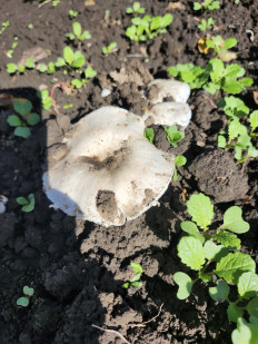 Гриб из Киев