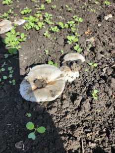 Гриб из Киев