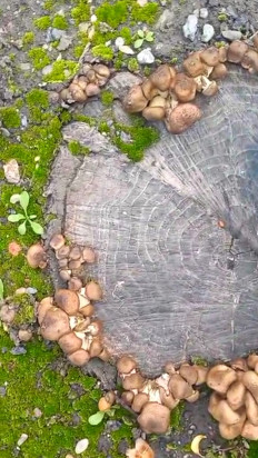 Гриб из Губкинский