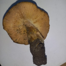 Гриб из Губкинский