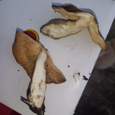 Гриб из Губкинский