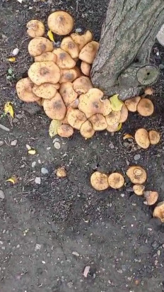 Гриб из Губкинский