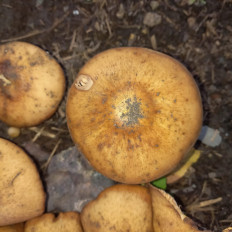 Гриб из Губкинский