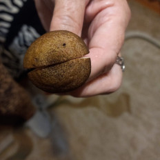 Гриб из Губкинский