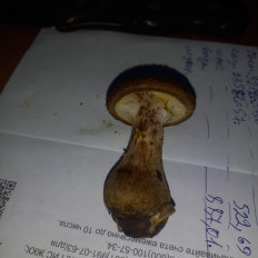 Гриб из Губкинский