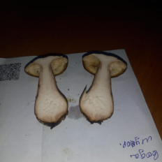 Гриб из Губкинский