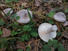 Гриб из г. Иваново