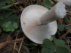 Гриб из г. Иваново