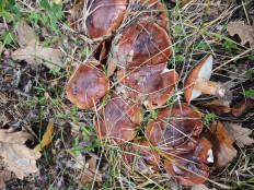 Гриб из Поляна, Закарпатская область