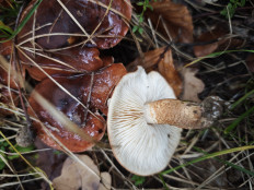 Гриб из Поляна, Закарпатская область