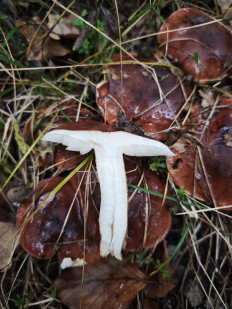 Гриб из Поляна, Закарпатская область