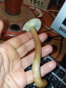 Гриб из Барановичи