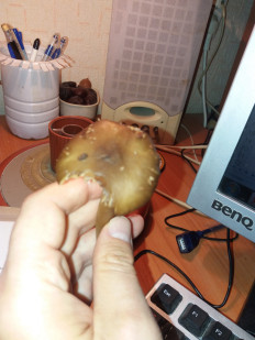 Гриб из Барановичи