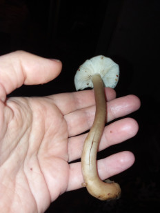 Гриб из Барановичи