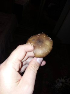 Гриб из Барановичи