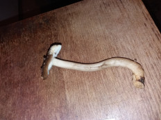 Гриб из Барановичи