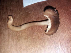 Гриб из Барановичи