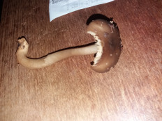 Гриб из Барановичи