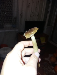 Гриб из Барановичи