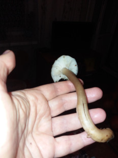 Гриб из Барановичи