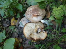 Лепиота острочешуйчатая