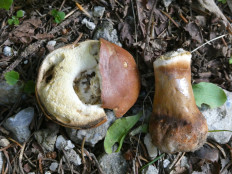 Гриб из Крань